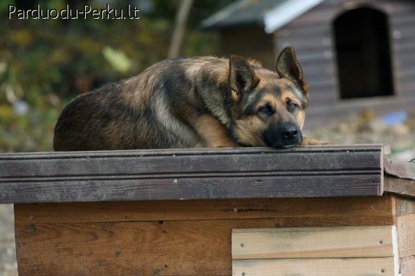 Dovanojamas vilksunis