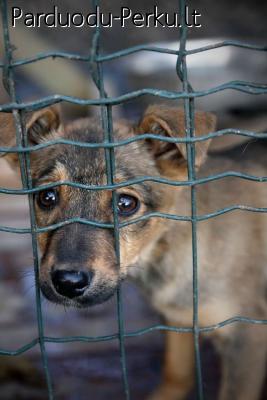 Dovanojama kalyte smulkute