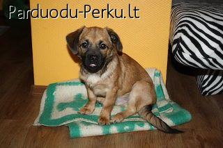 Dovanojamas patinukas vardu Nikis