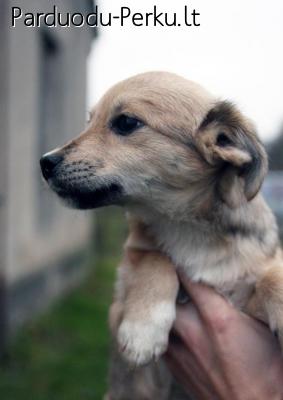 Dovanojamos dvi sviesios mergytes