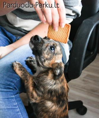 Dovanojama tigruke :)