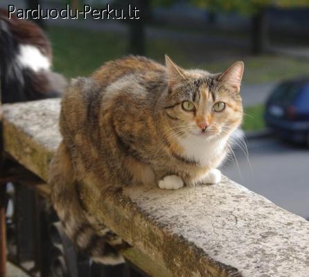 Dovanojama miela sterilizuota katė