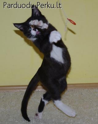 Dovanojamas žaismingas katinukas (video)