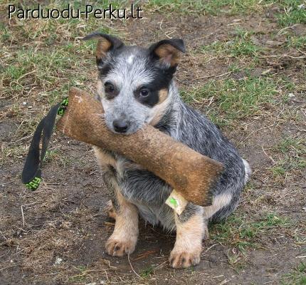 Australian cattle dog puppies