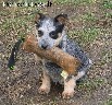 Australian cattle dog puppies