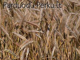 Parduodu kvietrugius, 60 tonų