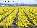 Ieškome darbuotojų norinčių užsidirbti lauko darbuose UK