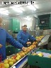 AKCIJA!Darbas Anglijoje Fabrikuose [papildomai autoplovykloj