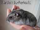 Parduodu Roborovskio žiurkėną su narveliu.