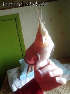 parduodu nimfas