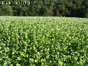 Ekologiskos Grikiu kruopos/Grikių lukštų pagalvės ir čiužini