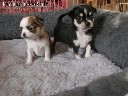 chihuahua puppies