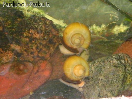 dovanoju sraiges akvariumuj