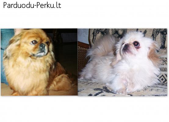 Parduodu nykštukinį Pekinų veislės šuniuką