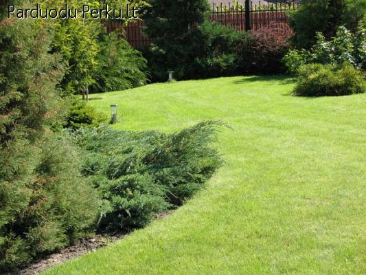 Aplinka, apželdinimas, veja