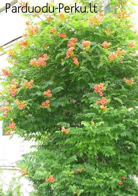 Stambiažiedė lastūnė