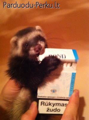 mieli ir gražūs šeškiukai