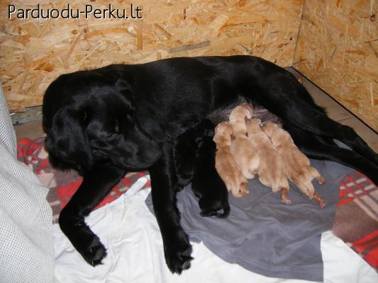 Labradoro letriveriai