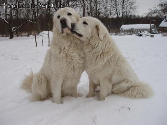 Podhales aviganiu suniukai