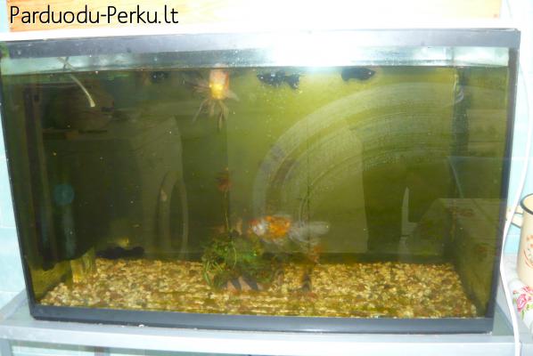 parduodu akvariuma su zuvytem ir visa atributika