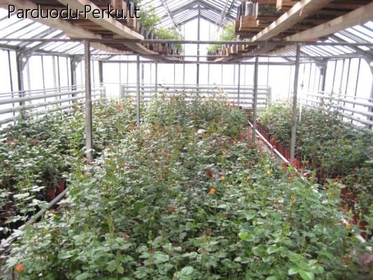 Parduodu Latvijos roziu sodinukus