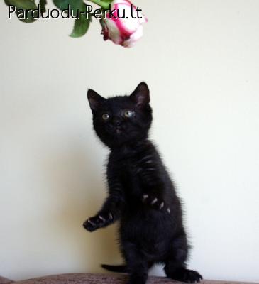 Dovanojama 2mėn. juoda katytė