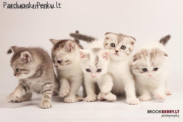 Škotų nulėpausiai ir stačiaausiai kačiukai