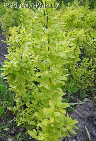 Geltonlapiai liguistrai