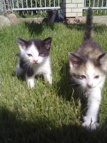 Dovanoju begalo mielus kačiukus :)