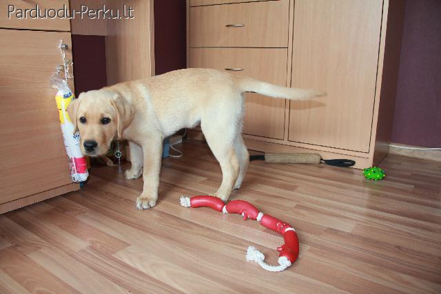 Labradoro Retriveriukas