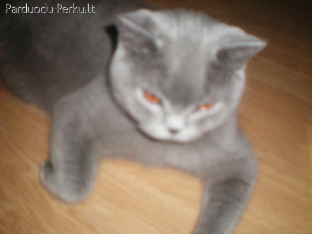 PARDUODU BRITŲ TRUMPAPLAUKĖ KAčIUKAI!