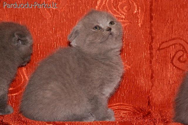 britu trumpaplaukis kaciukas