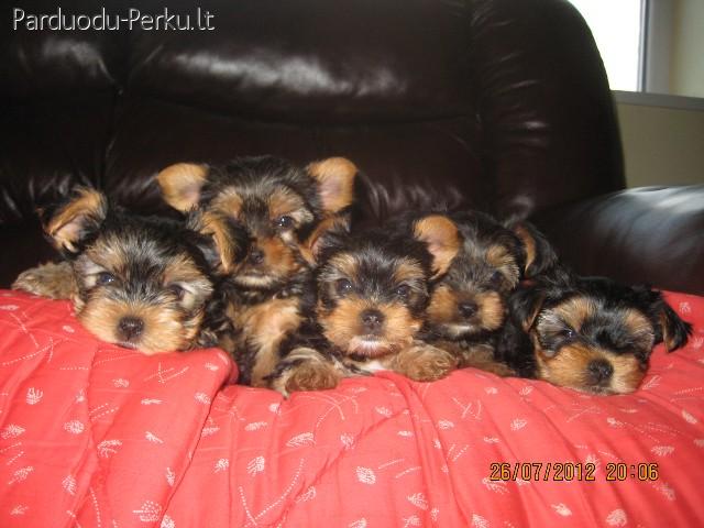 parduodu jorkšyro terjero šuniukus