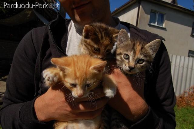 Dovanojame tris mielus kaciukus.