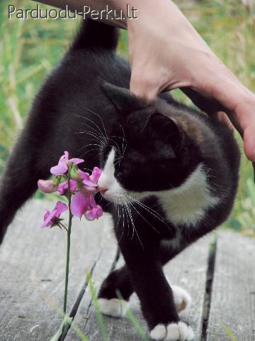 Dovanojamas jaunas, murkimo čempionas kačiukas Kopis!
