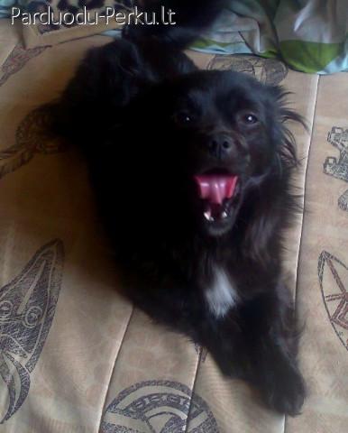 Šuniukas ieško naujų namų