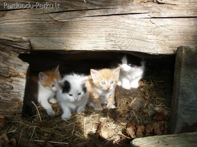 Dovanojame kačiukus mylinčiai šeimai :) skambinkite telefonu
