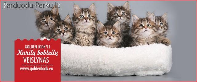 KURILU BOBTEILU kaciukai