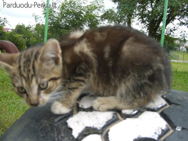 Dovanoju labai mielą katinėlį
