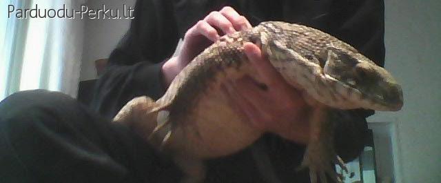 Parduodu Egzotišką gyvūną Varanus Exanthematicus