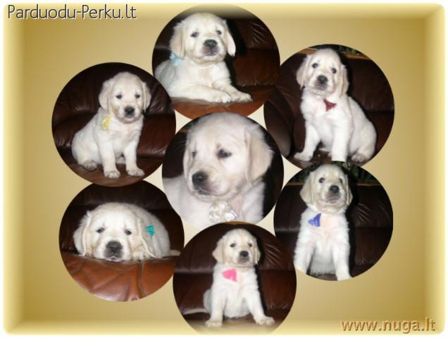 Auksaspalvis retriveris