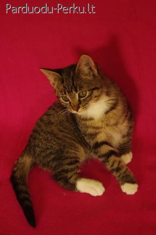 Katytė Mėta ieško namų