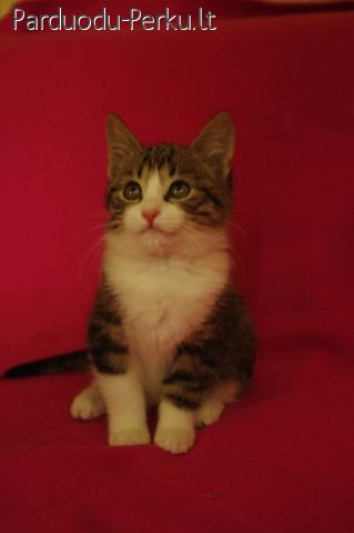 Katytė Gyzma ieško namų