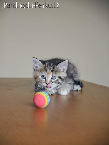 Dovanojama dieviško grožio maža katytė Rio!