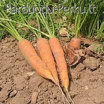 šviežios, neplautos morkos 5kg-1000kg