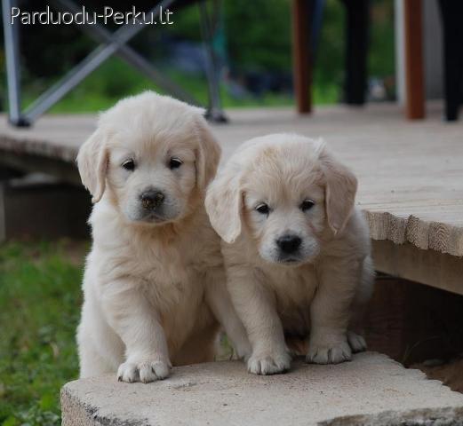 AUKSASPALVIAI RETRIVERIAI