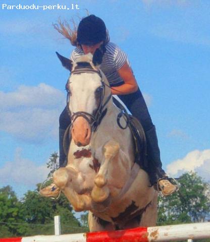 žirgai jojimas