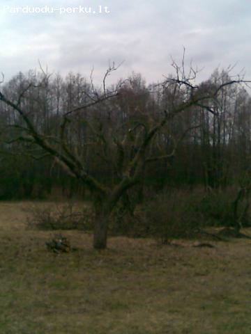 Medziu pjovimas visoje Lietuvoje