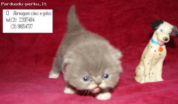 Gal kas dovanoja kaciukus?