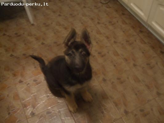 Dovanoju vokieciu avigany